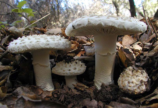 Amanita magniverrucata - Mushroom Species Images